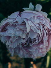 Load image into Gallery viewer, Peony and Balsam Poplar Bud Enfleurage.
