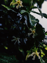 Load image into Gallery viewer, Scorpio ♏︎ enfleurage perfume. star jasmine enfleurage, civet, oak, cognac, clove. October 2023
