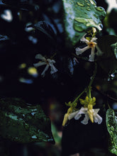 Load image into Gallery viewer, Scorpio ♏︎ enfleurage perfume. star jasmine enfleurage, civet, oak, cognac, clove. October 2023