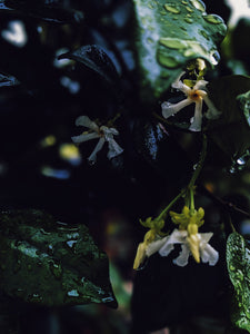 Scorpio. enfleurage perfume. star jasmine enfleurage, civet, oak, cognac, clove. October 2023