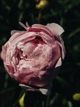 Load image into Gallery viewer, Peony and Balsam Poplar Bud Enfleurage.