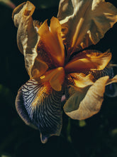 Load image into Gallery viewer, Medea. natural perfume. inky sea, jasmine, amber & orange blossom tears. January 2023