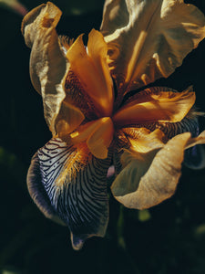 Medea. natural perfume. inky sea, jasmine, amber & orange blossom tears. January 2023