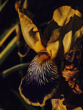 Load image into Gallery viewer, Medea. natural perfume. inky sea, jasmine, amber & orange blossom tears. January 2023