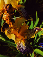 Load image into Gallery viewer, Medea. natural perfume. inky sea, jasmine, amber & orange blossom tears. January 2023