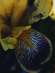 Medea. natural perfume. inky sea, jasmine, amber & orange blossom tears. January 2023