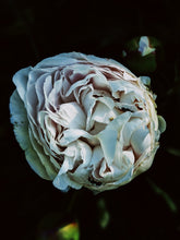 Load image into Gallery viewer, Peony and Balsam Poplar Bud Enfleurage.