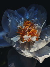 Load image into Gallery viewer, Peony and Balsam Poplar Bud Enfleurage.