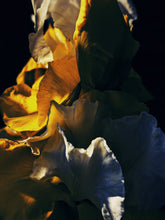 Load image into Gallery viewer, Peach Iris. enfleurage perfume. orris root, peach, rose, apricot, osmanthus, stephanotis. October 2023