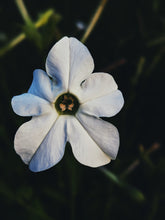 Load image into Gallery viewer, Virgo and the Green Cipher ♍︎ enfleurage perfume. nicotiana alata flower enfleurage. jasmine tobacco flower. fragrant screwpine. wool and wild moss base, herbs. August 2021
