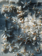 Load image into Gallery viewer, Fireflies. natural perfume. orange blossom, amber and white cedar magic. August 2023