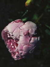 Load image into Gallery viewer, Peony and Balsam Poplar Bud Enfleurage.