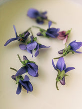 Load image into Gallery viewer, Violet Santal. natural perfume. unabashed sandalwood smoothed by violet leaves. July 2025