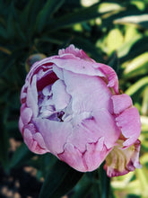 Load image into Gallery viewer, Peony and Balsam Poplar Bud Enfleurage.