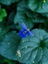 Load image into Gallery viewer, Violet Santal. natural perfume. unabashed sandalwood smoothed by violet leaves. July 2025