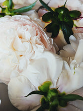 Load image into Gallery viewer, Peony and Balsam Poplar Bud Enfleurage.