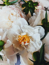 Load image into Gallery viewer, Peony and Balsam Poplar Bud Enfleurage.