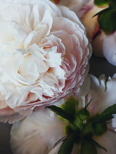 Load image into Gallery viewer, Peony and Balsam Poplar Bud Enfleurage.