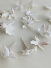 Load image into Gallery viewer, Jasminum Polyanthum Enfleurage.