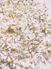 Load image into Gallery viewer, Magdalene's Feet. limited edition botanical perfume. pepper, sand, henna, sheep, gardenia, orange blossom, angel wing jasmine. August 2022