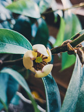 Load image into Gallery viewer, Banana Magnolia Enfleurage.