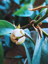 Load image into Gallery viewer, Banana Magnolia Enfleurage.