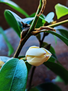 Banana Magnolia Enfleurage.