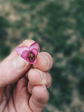 Load image into Gallery viewer, Parma Violet Enfleurage (Viola alba). Extremely limited quantity.