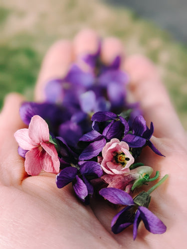 Parma Violet Enfleurage (Viola alba). Extremely limited quantity.