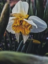 Load image into Gallery viewer, Saber-toothed Gadfly. botanical perfume from long term tinctures. August 2022