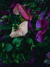 Load image into Gallery viewer, Lovers ♊︎ natural perfume. botanical tarot fragrance. anise and violet. June 2025
