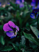 Load image into Gallery viewer, Lovers ♊︎ natural perfume. botanical tarot fragrance. anise and violet. June 2025
