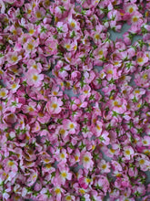 Load image into Gallery viewer, Kunja. Himalayan Musk Rose Soliflore. Single note Rosa brunonii perfume with musk rose enfleurage. June 2022