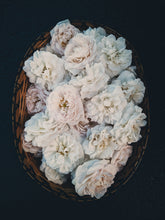 Load image into Gallery viewer, Winter Cameo. natural perfume. Gallic rose in a carved white amber compact. December 2022