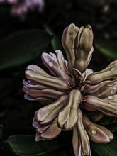 Load image into Gallery viewer, Sonbol (May 2019). Aged Hyacinth Enfleurage Extrait. Organic Hyacinthus orientalis perfume. Biodynamic