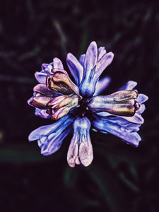 Sonbol (May 2019). Aged Hyacinth Enfleurage Extrait. Organic Hyacinthus orientalis perfume. Biodynamic