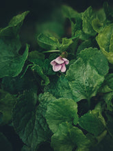 Load image into Gallery viewer, Violet Santal. natural perfume. unabashed sandalwood smoothed by violet leaves. July 2025