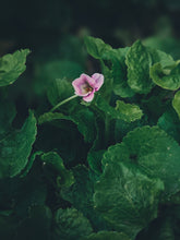 Load image into Gallery viewer, Violet Santal. natural perfume. unabashed sandalwood smoothed by violet leaves. July 2025