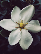 Load image into Gallery viewer, Kalilava. enfleurage perfume. gardenia & sweet incense tree enfleurage, lotus flower, nag champa smoke enfleurage, frankincense. July 2022