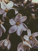 Load image into Gallery viewer, Kalilava. enfleurage perfume. gardenia & sweet incense tree enfleurage, lotus flower, nag champa smoke enfleurage, frankincense. July 2022