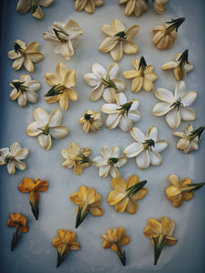 Gandhraj (May 2019). Aged Gardenia jasminoides Enfleurage Extrait. Organic gardenia perfume. Biodynamic