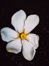 Load image into Gallery viewer, Kalilava. enfleurage perfume. gardenia & sweet incense tree enfleurage, lotus flower, nag champa smoke enfleurage, frankincense. July 2022