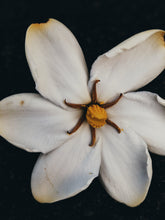 Load image into Gallery viewer, The Pollen Spattered Bride. enfleurage perfume. June 2021