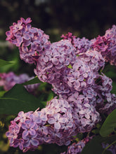 Load image into Gallery viewer, Allerleirauh. lilac enfleurage perfume with apricot, oakmoss, damask rose and white cedar. July 2023