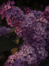 Load image into Gallery viewer, Lilac Wine. enfleurage perfume. effervescent and longlasting lilac fougère. June 2021