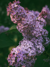Load image into Gallery viewer, Allerleirauh. lilac enfleurage perfume with apricot, oakmoss, damask rose and white cedar. July 2023