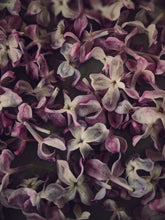 Load image into Gallery viewer, Enfleurage Sample Set: 12 Natural Perfumes. Wild Veil solid fragrances. Gift set. Exquisite floral.
