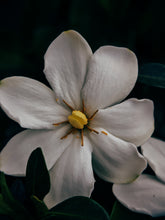 Load image into Gallery viewer, The Pollen Spattered Bride. enfleurage perfume. June 2021