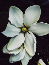 Load image into Gallery viewer, The Pollen Spattered Bride. enfleurage perfume. June 2021