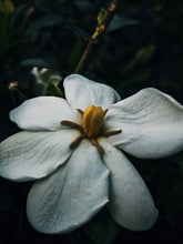 Load image into Gallery viewer, The Pollen Spattered Bride. enfleurage perfume. June 2021